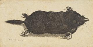 Wenceslaus Hollar - Dead Mole
