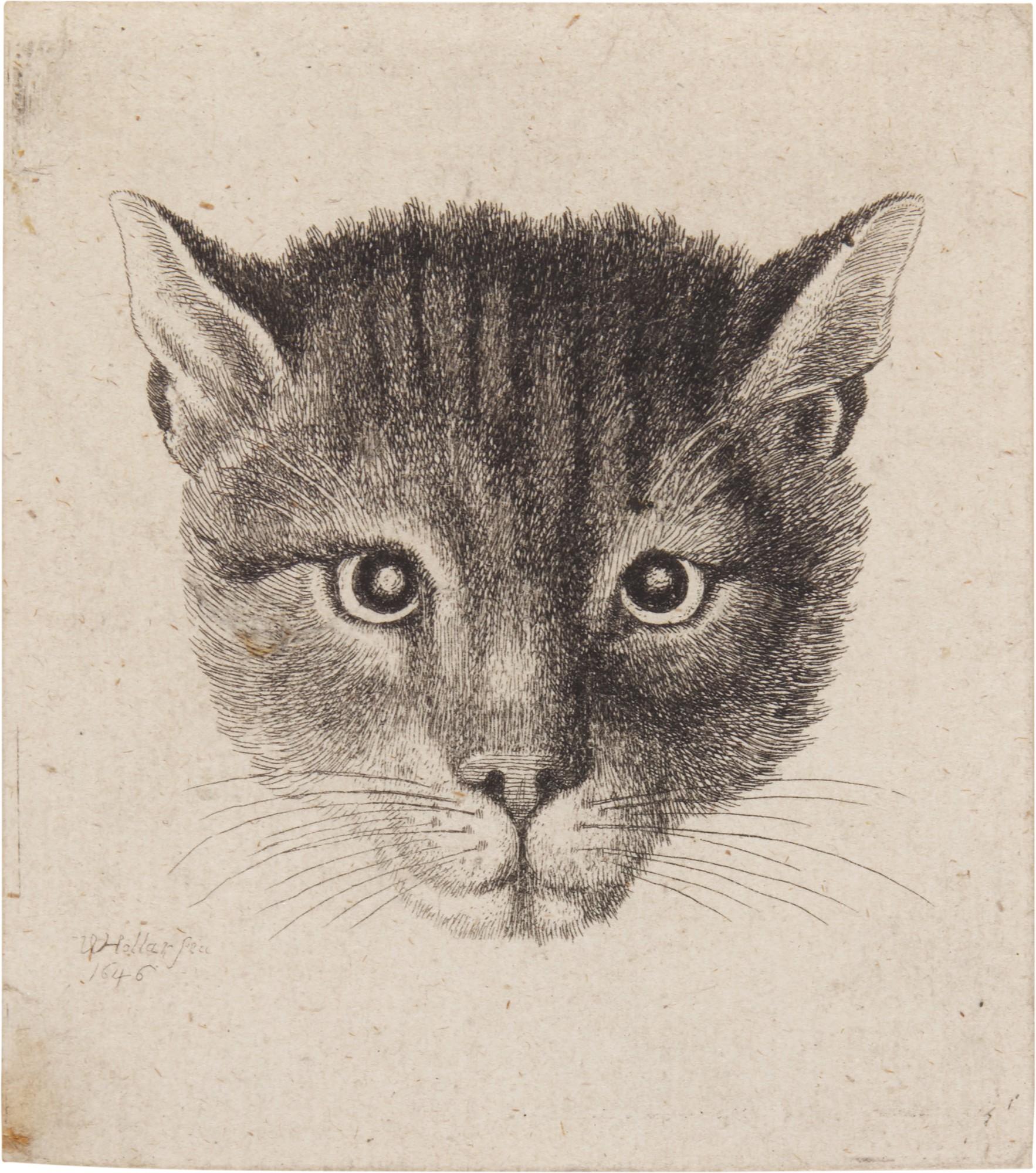 Wenceslaus Hollar - Head of a Cat (Small Size) (P. 2108)