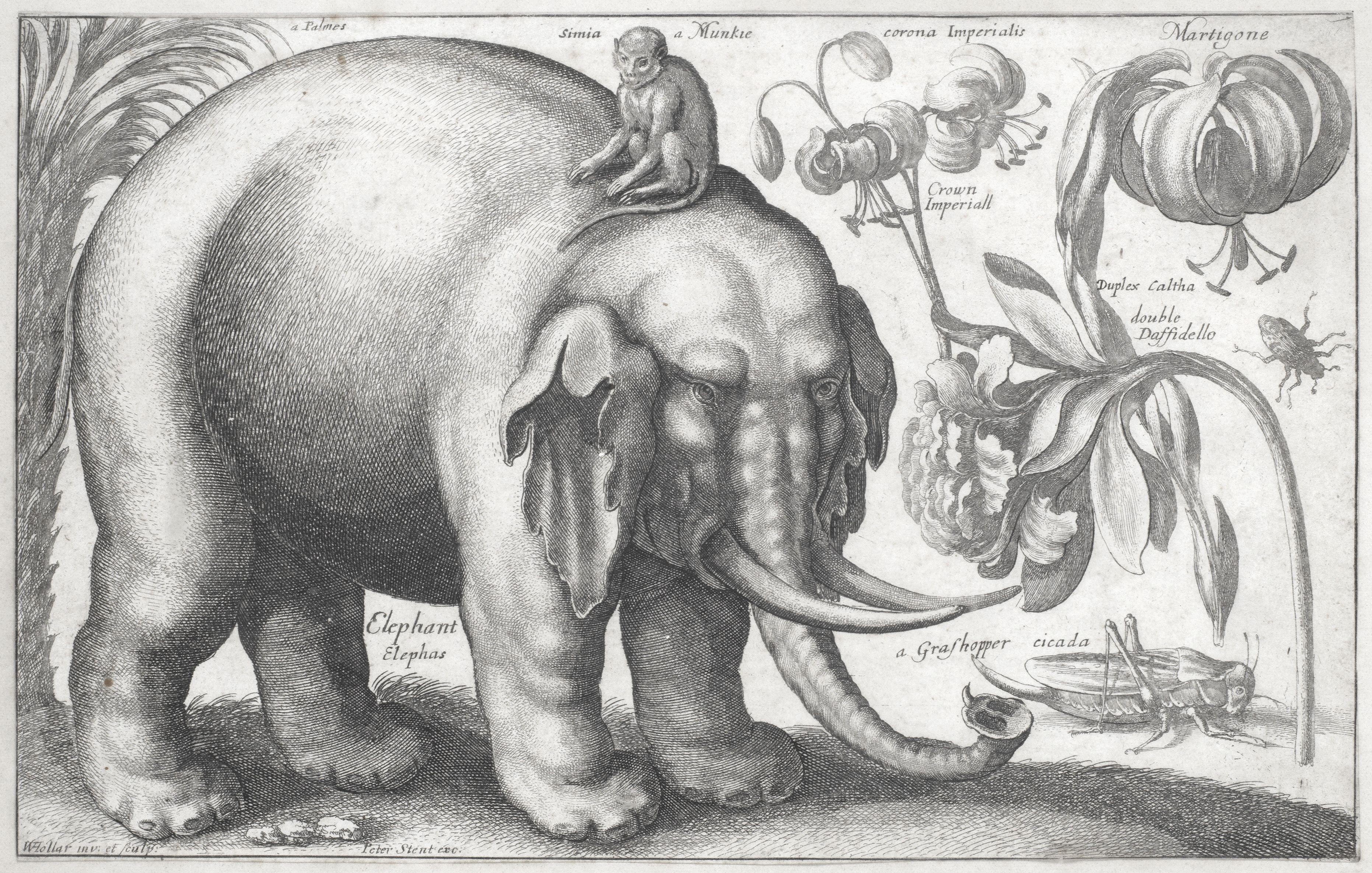 Wenceslaus Hollar - Study of an Elephant