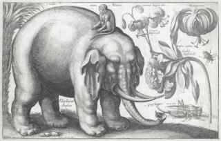Wenceslaus Hollar - Study of an Elephant