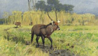 Wilhelm Frederick Kuhnert - Waterbuck