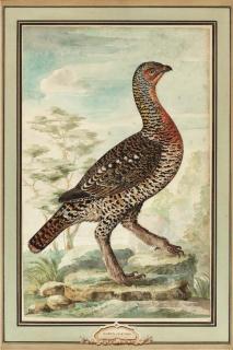 Wilhelm Frederik Van Royen - A fanciful bird in a landscape