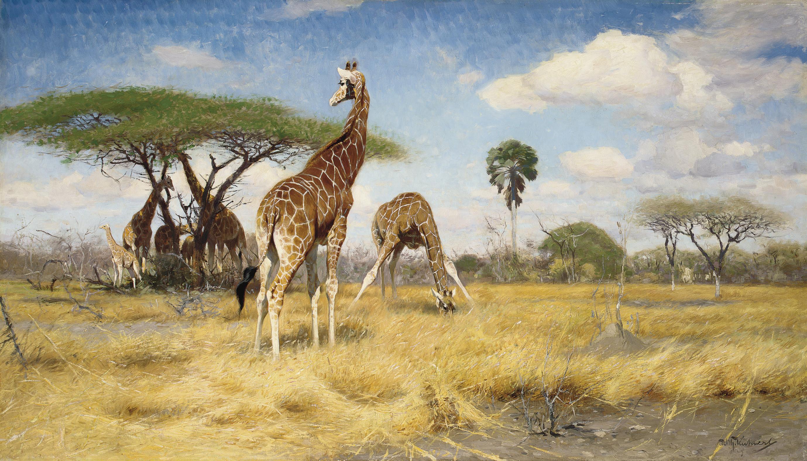 Wilhelm Friederich Kuhnert - Giraffes