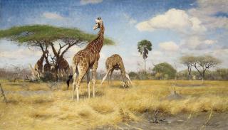 Wilhelm Friederich Kuhnert - Giraffes