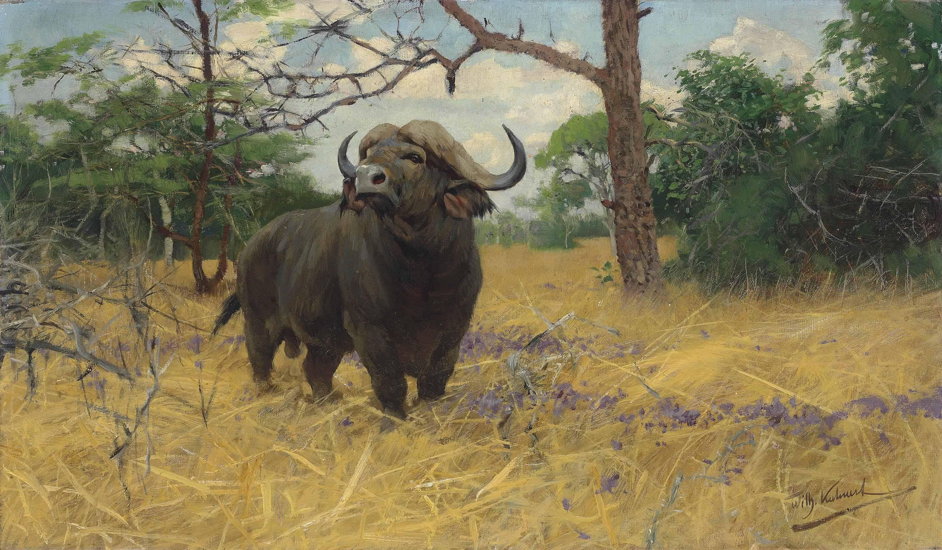 Wilhelm Friedrich Kuhnert - A Kaffir buffalo in the Savannah