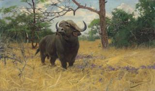 Wilhelm Friedrich Kuhnert - A Kaffir buffalo in the Savannah