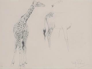 Wilhelm Friedrich Kuhnert - A study of two giraffes