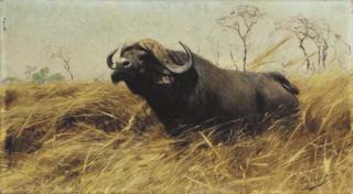 Wilhelm Friedrich Kuhnert - An African Buffalo