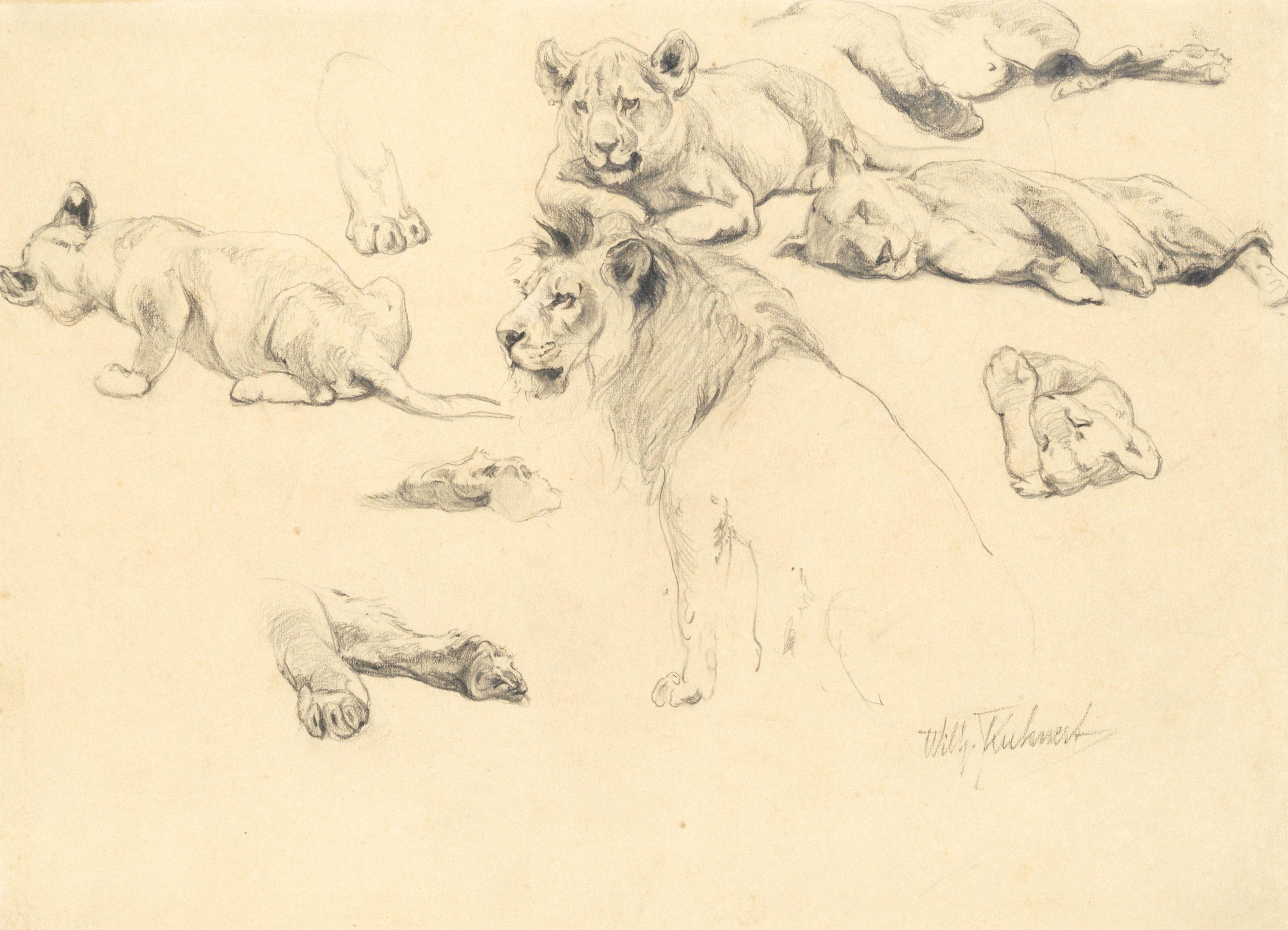 Wilhelm Friedrich Kuhnert - Studies of lions