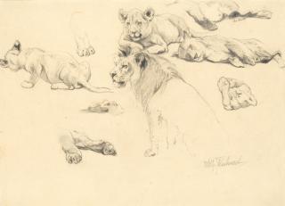Wilhelm Friedrich Kuhnert - Studies of lions