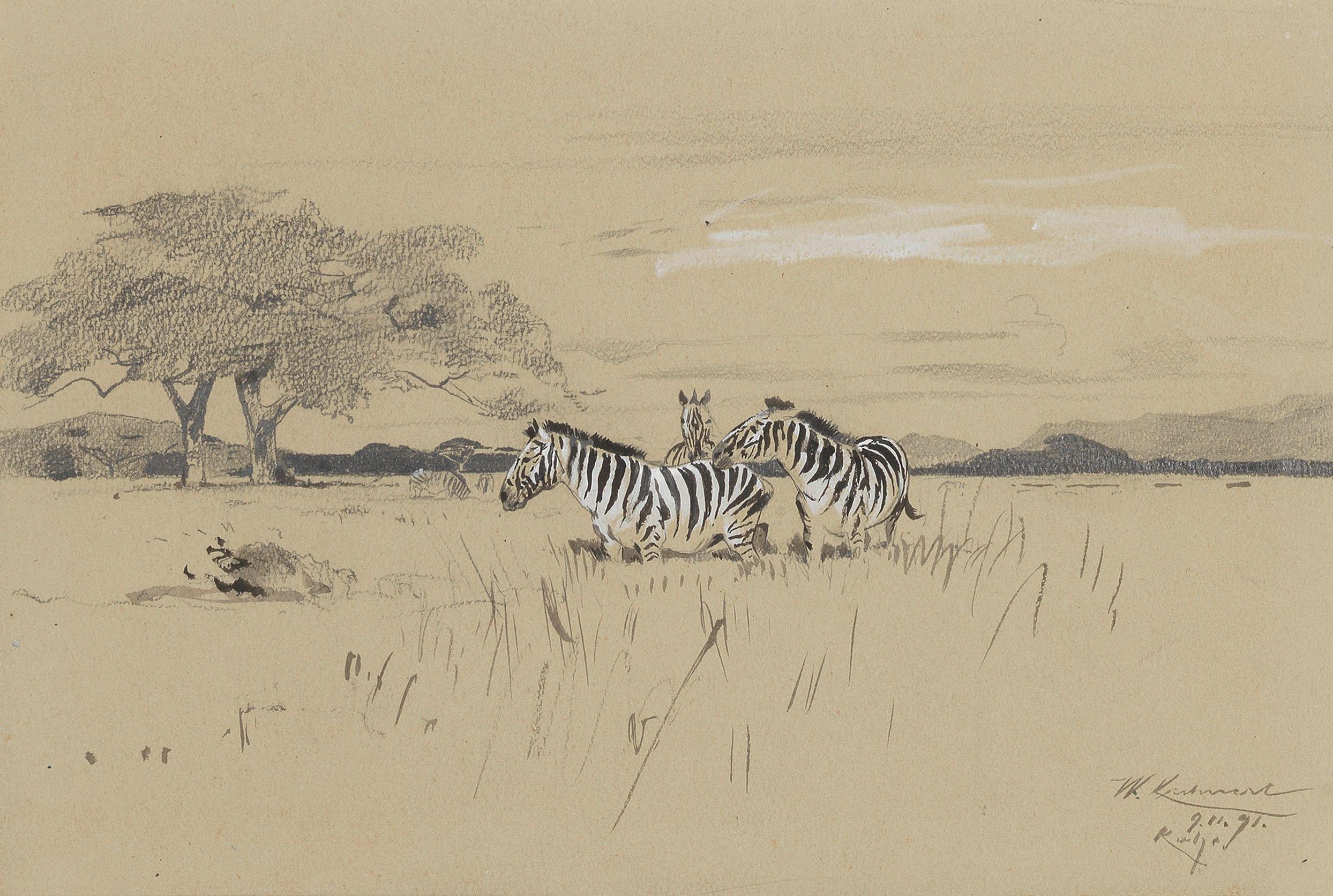 Wilhelm Friedrich Kuhnert - Zebra