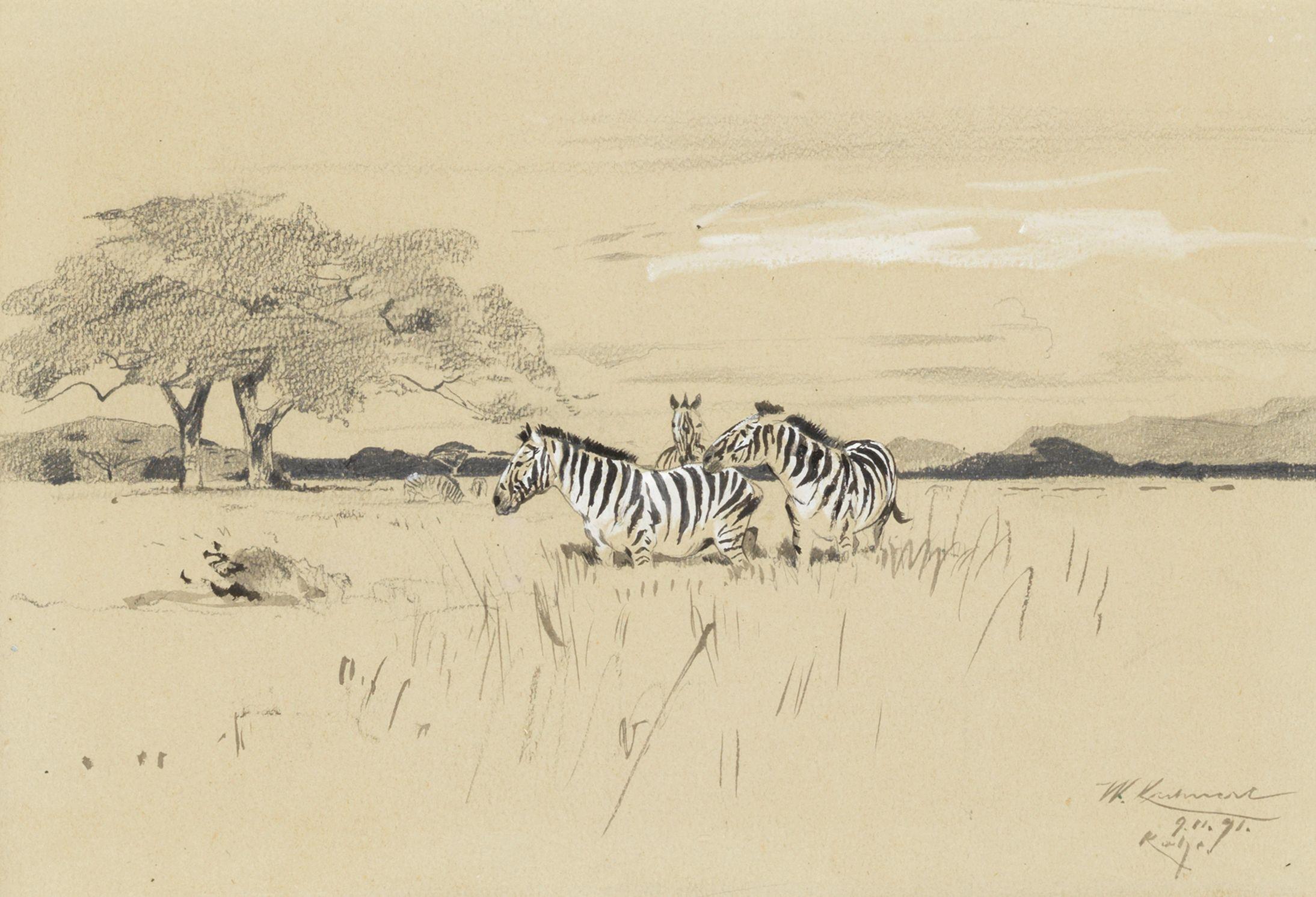 Wilhelm Friedrich Kuhnert - Zebra