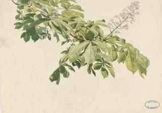 Wilhelm Georgy - A branch of horse chestnut