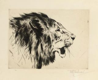 Wilhelm Kuhnert - A lion\'s head