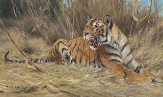 Wilhelm Kuhnert - A Tiger