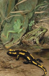 Wilhelm Kuhnert - A tree frog, water frog and fire salamander