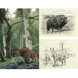 Wilhelm Kuhnert - German Im Urwaldinnern (In The Heart Of The Jungle), Massaiesel (Massai Donkey), And Moschusochse (Musk-Ox): Three Works 