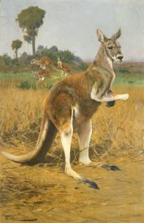 Wilhelm Kuhnert - German red Kangaroos In The Outback