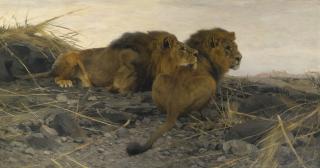 Wilhelm Kuhnert - German spähende Löwen (Lions At Watch)