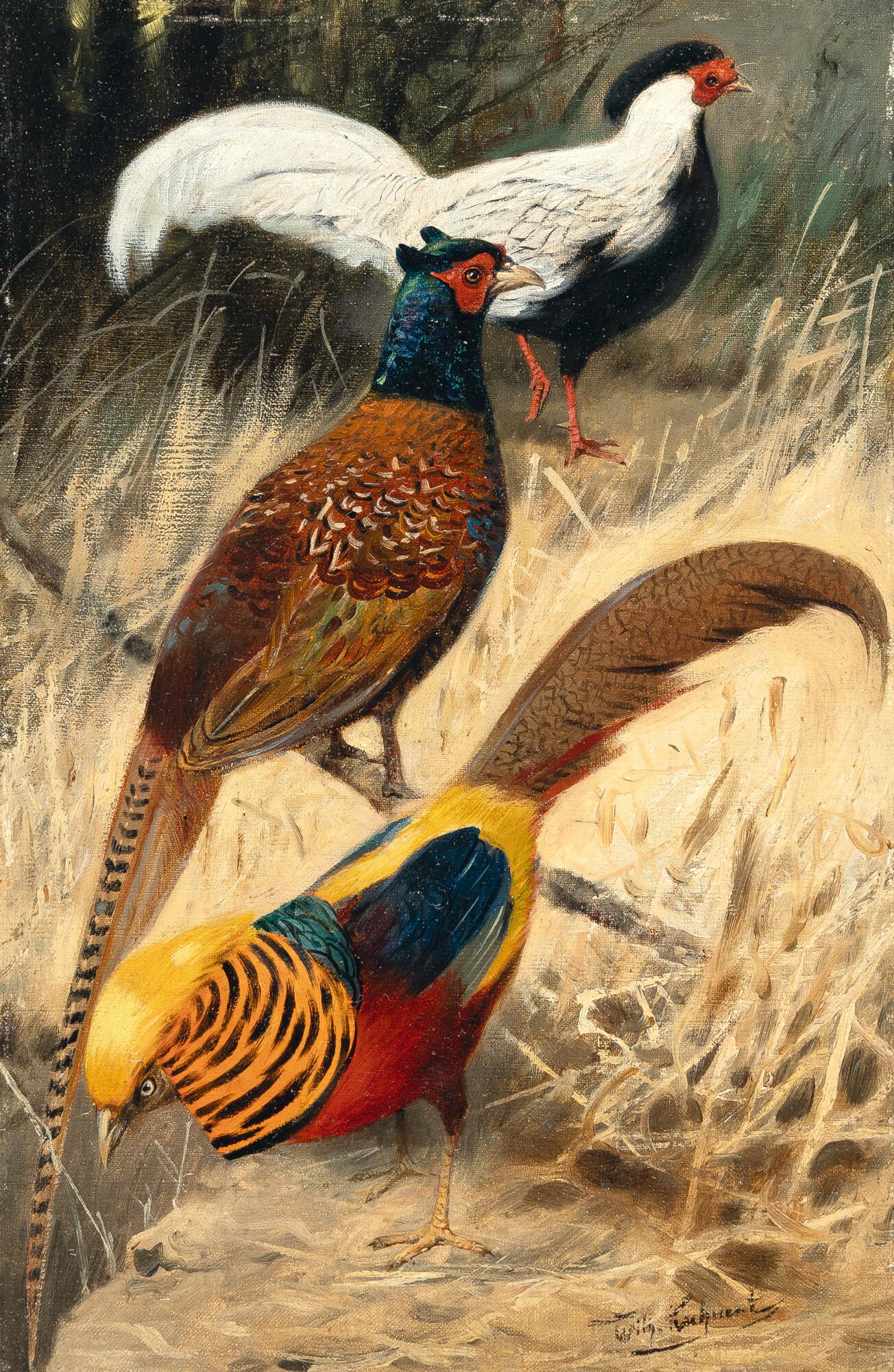 Wilhelm Kuhnert - Goldfasanenpaar und Silberfasan