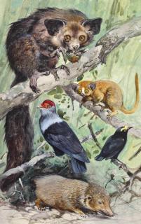 Wilhelm Kuhnert - Madagascan birds and mammals - Lesser Tenerc, Mouse Lemur and Aye Aye