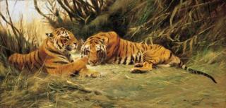 Wilhelm Kuhnert - Tigers Resting in Tall Grass