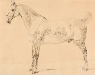 Wilhelm von Kobell - Studie nach einem Araberhengst.