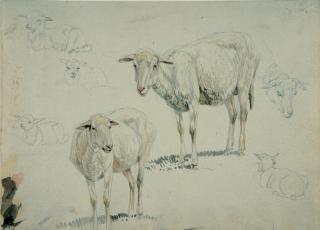 Wilhelm von Kobell - Studienblatt mit Schafen.