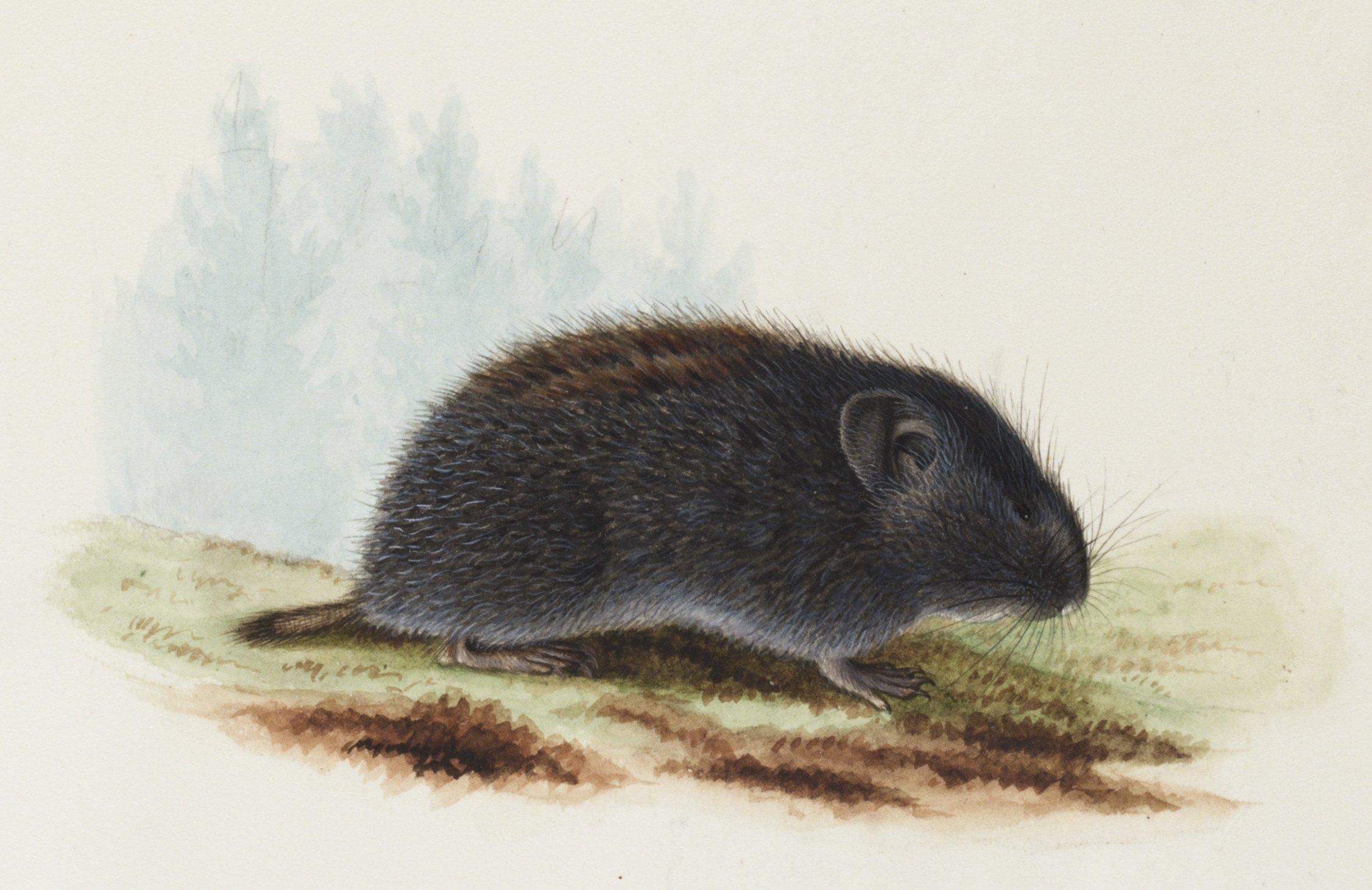 Wilhelm von Wright - Lemmel