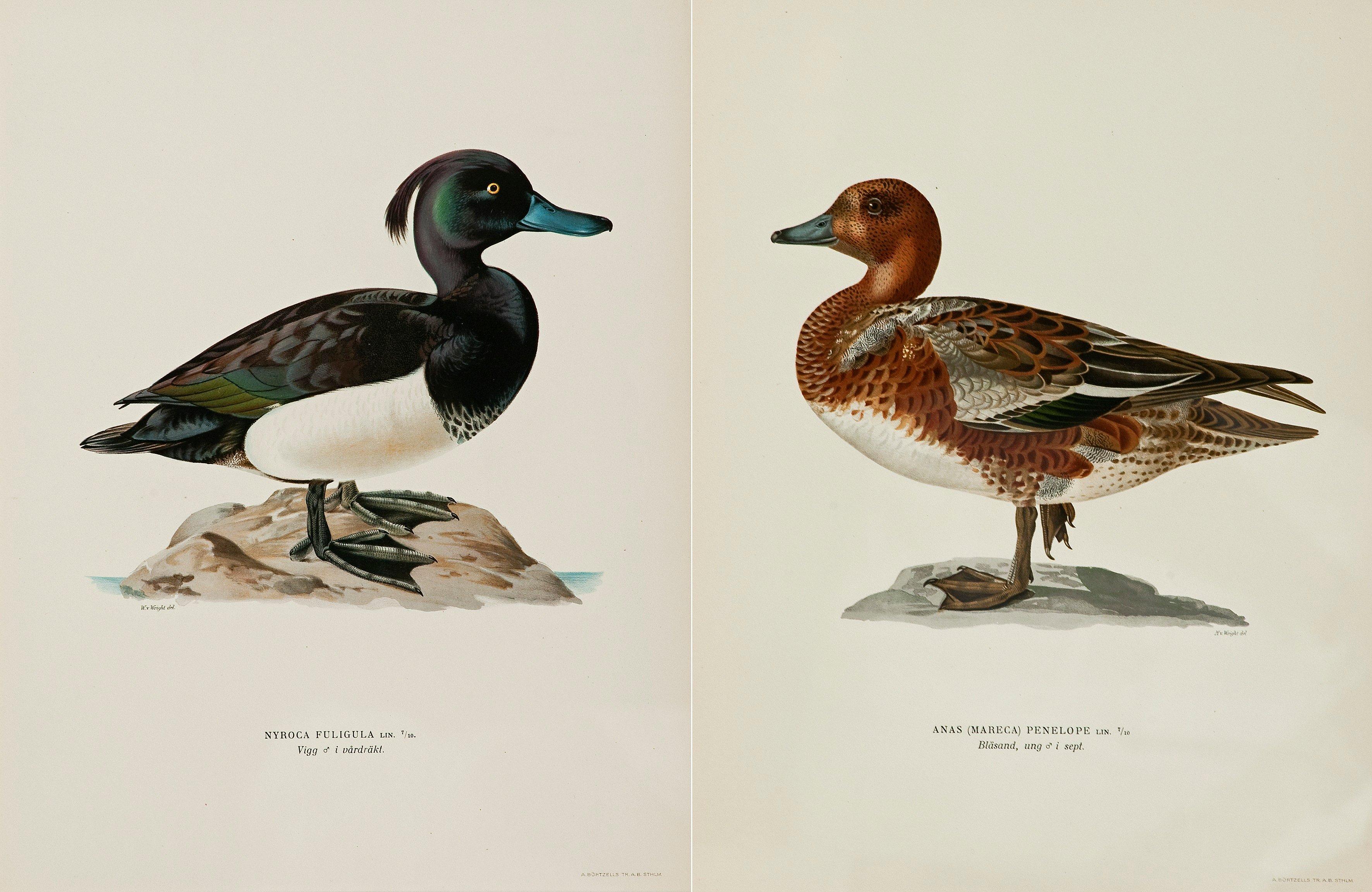 Wilhelm von Wright - Lithographs, 2 Pcs