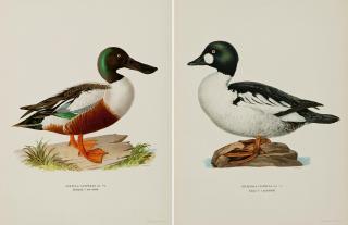 Wilhelm von Wright - Lithographs, 2 Pcs