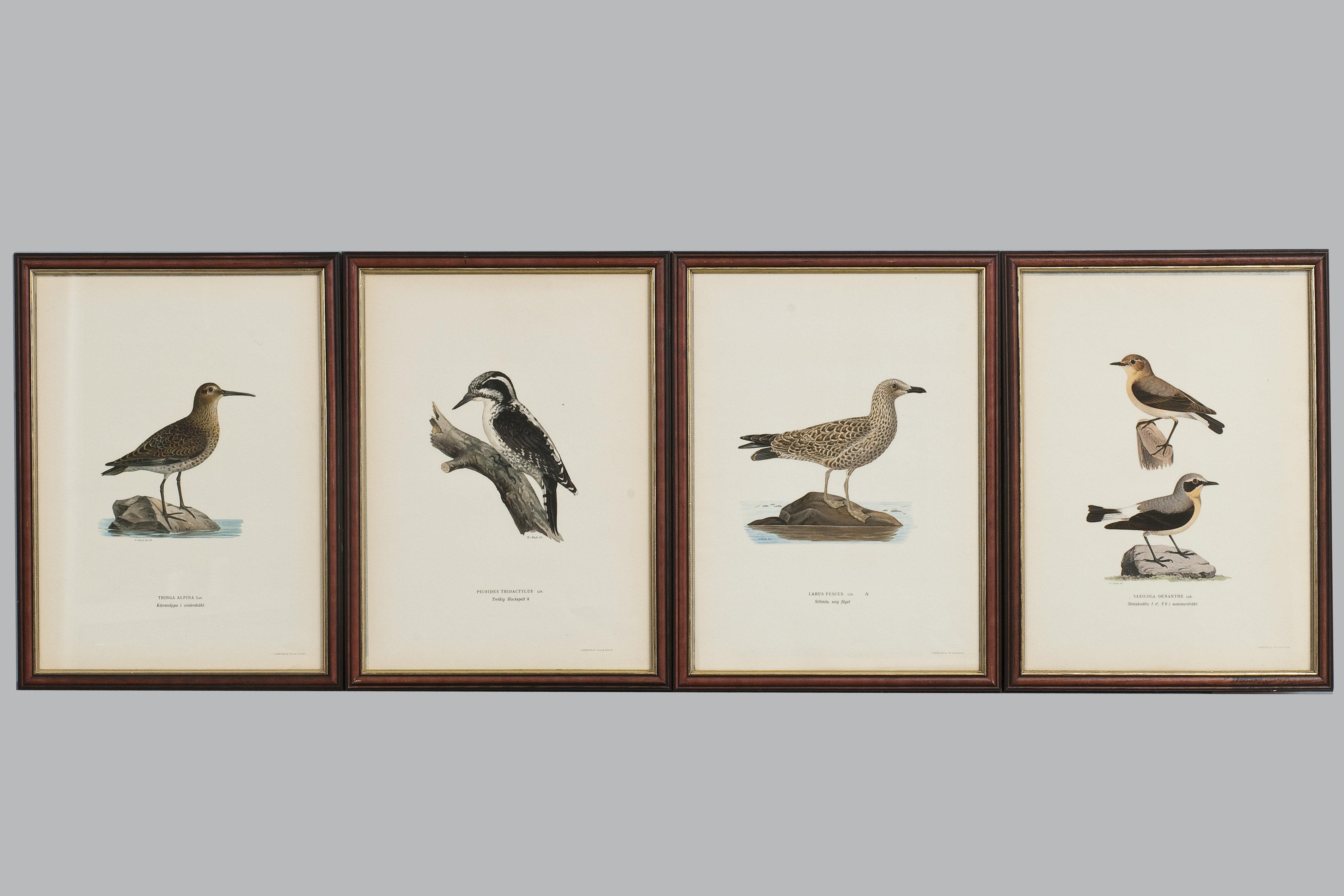 Wilhelm von Wright - Lithographs 4 Pcs.