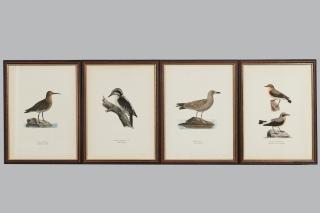 Wilhelm von Wright - Lithographs 4 Pcs.