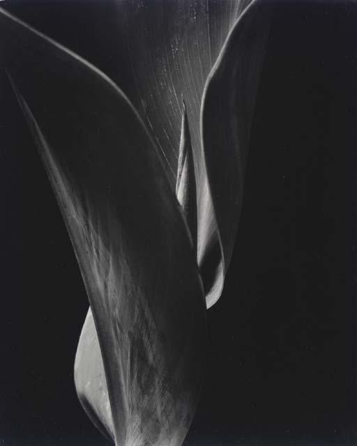 Willard van Dyke - Canna Leaf, 1933