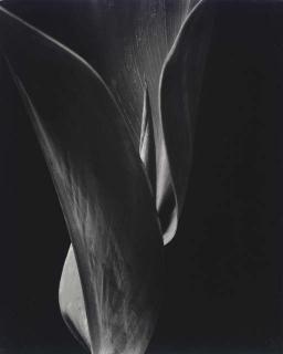 Willard van Dyke - Canna Leaf, 1933