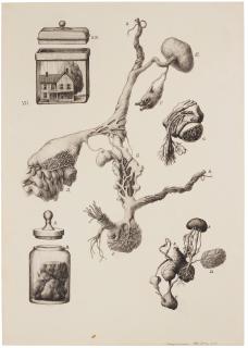 Willem Andersson - \