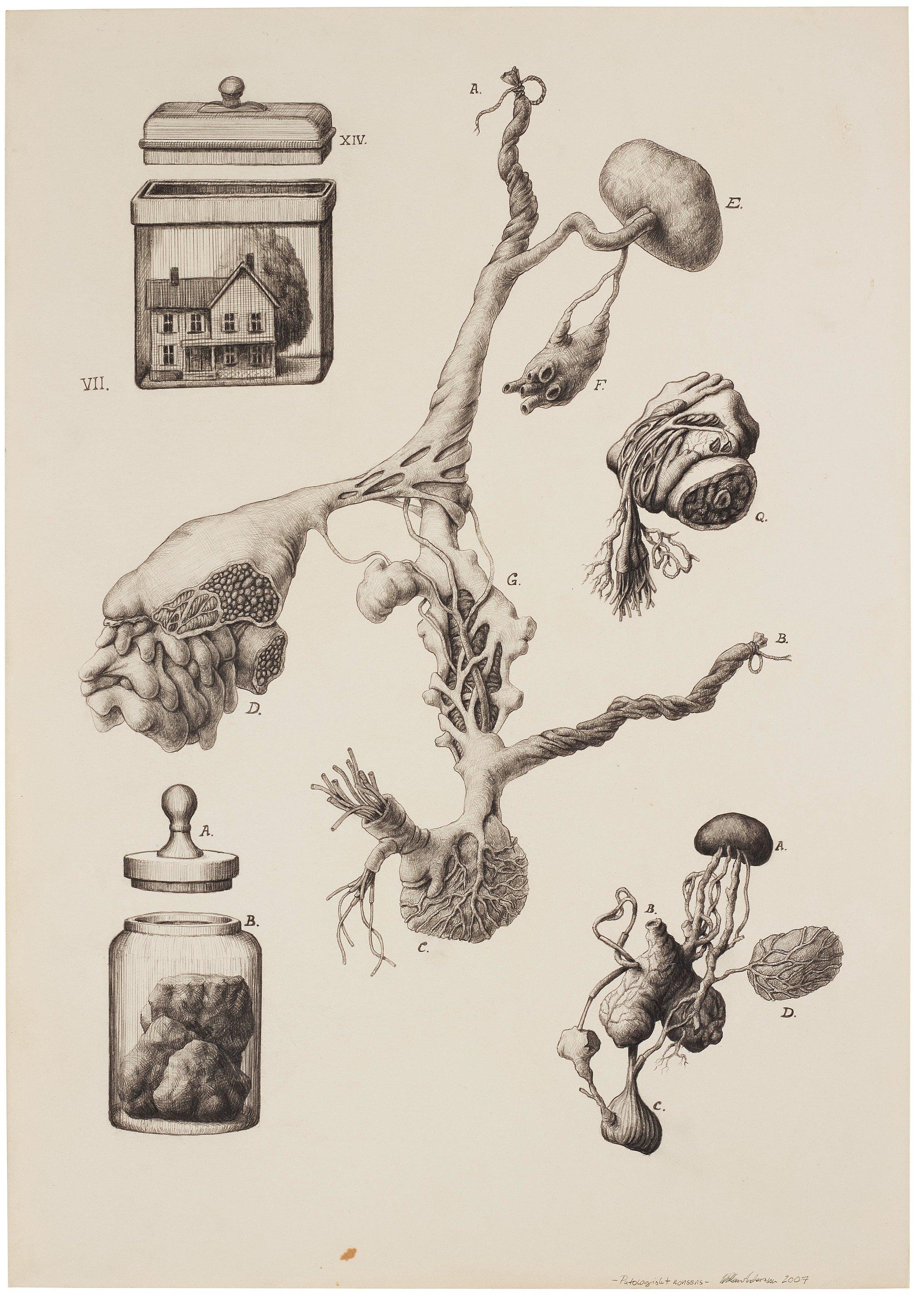 Willem Andersson - \