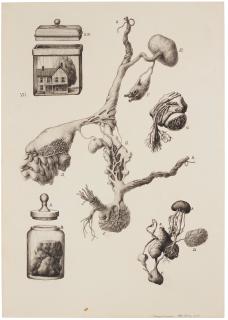 Willem Andersson - \