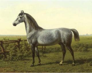 Willem Carel Nakken - Portrait of a grey horse