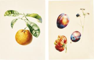Willem Hekking I - Eight Watercolours Of Fruits, Vegetables And Nuts