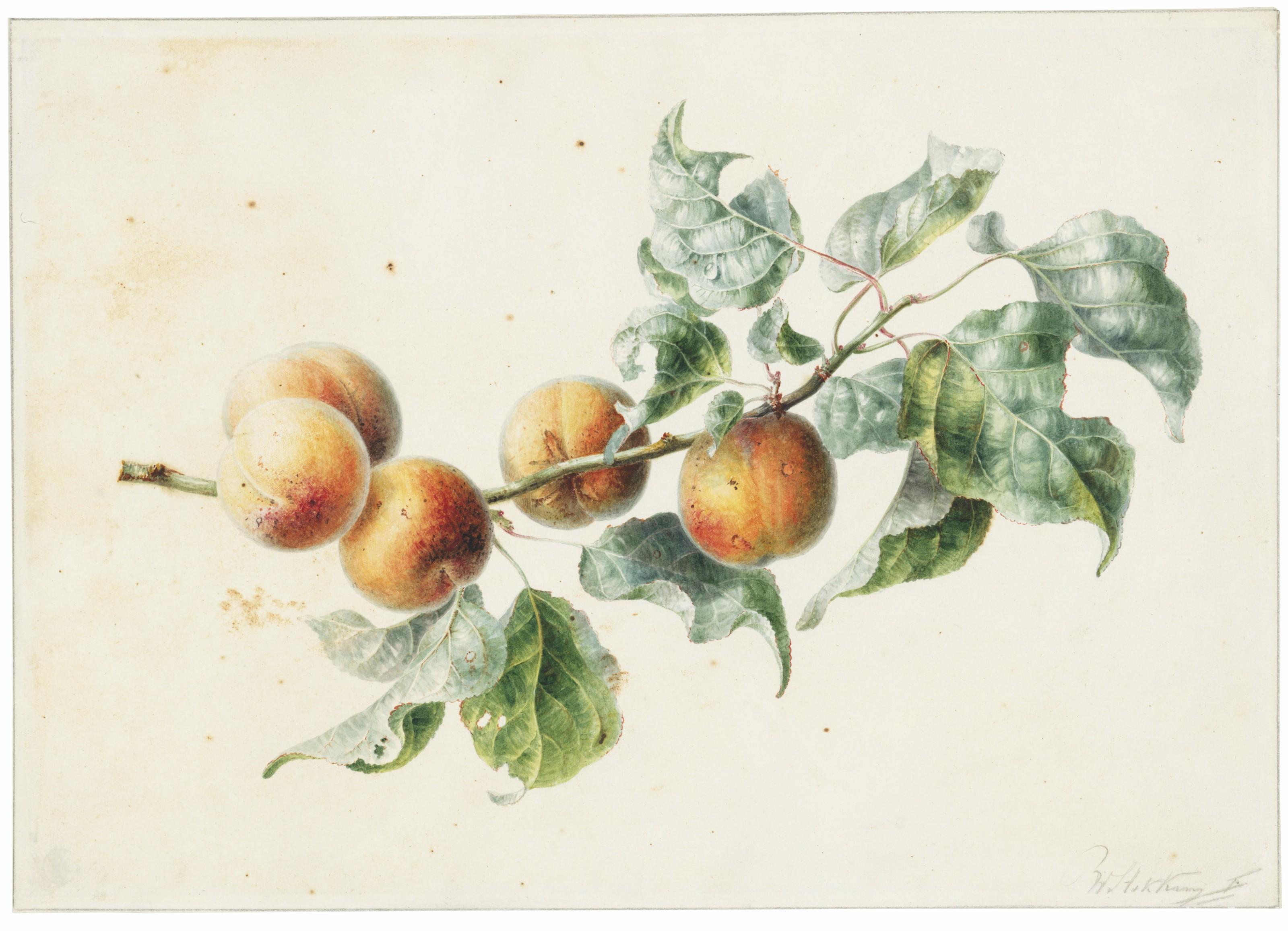 Willem Hekking - Apricots on a branch