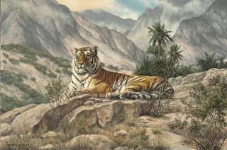 Willem Sternberg De Beer - A Caspian tiger lying on a rock below the Elburz Mountains, northern Iran