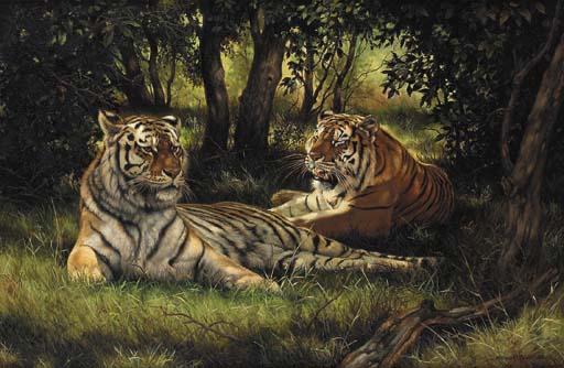 Willem Sternberg De Beer - Amurian Courtship - Siberian Tigers