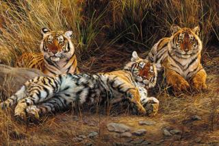Willem Sternberg De Beer - Ranthambhore Gang - Juvenile Royal Bengal Tigers
