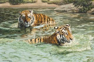 Willem Sternberg se Beer - Bathing Tigers