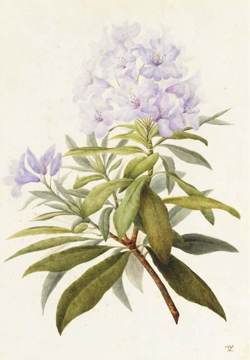 Willem van Leen - Une Branche de Fleurs