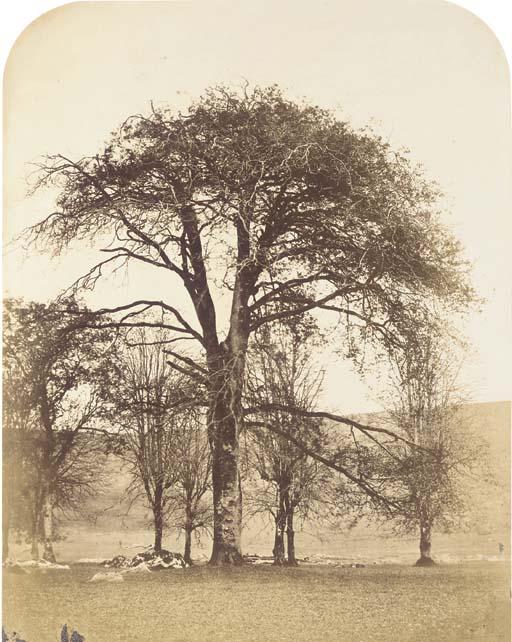 William, 2nd Earl Of Craven - Etude d\'un arbre