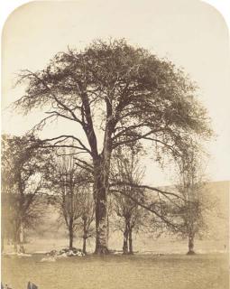 William, 2nd Earl Of Craven - Etude d\'un arbre