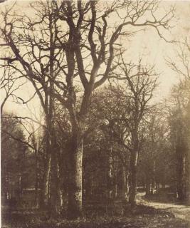 William, 2nd Earl Of Craven - Sentier dans les arbres