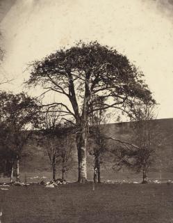 William, 2nd Earl of Craven - Tree study, 1854-55